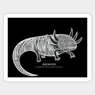 Axolotl with Common and Scientific Names - cool animal design Sticker